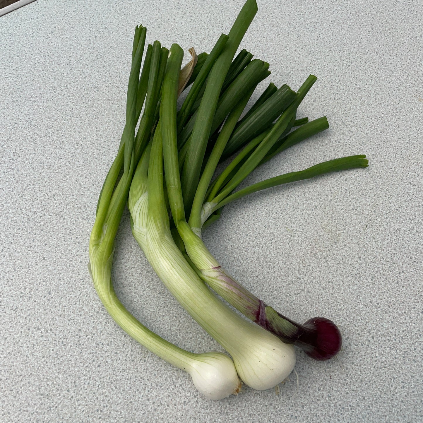 Bulbing Onions