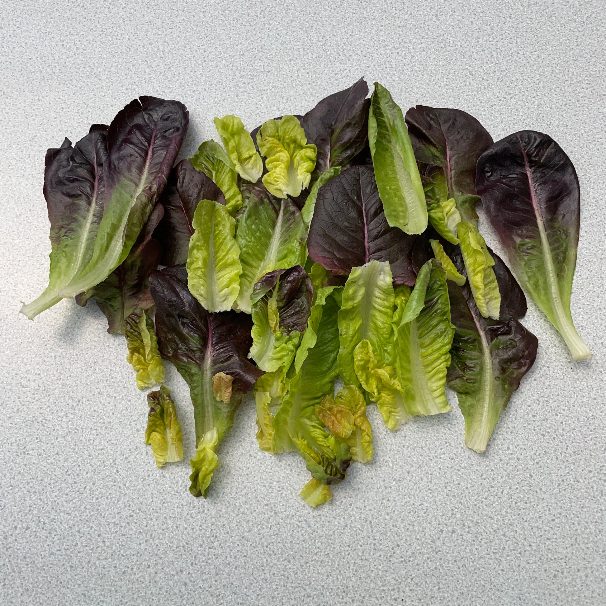 Summer Lettuce