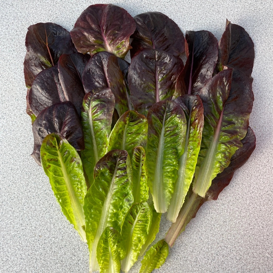 Red Lettuce